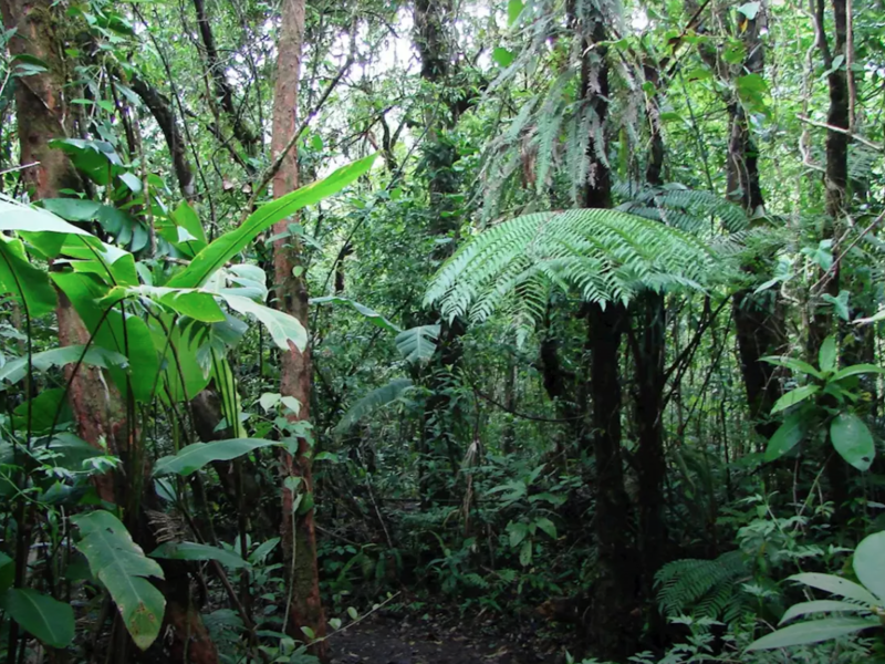 Land For Sale in San Ramon Costa Rica